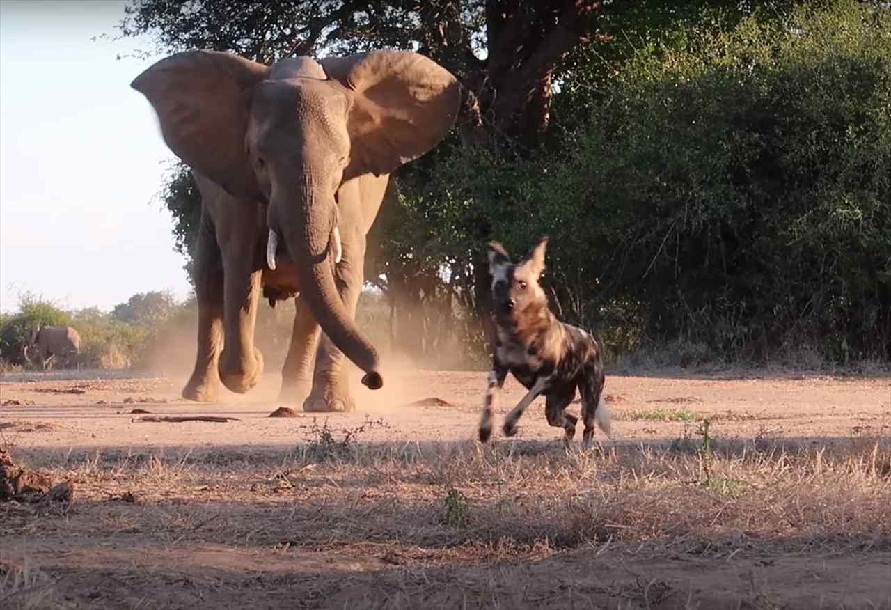 子供を絶対守りたいゾウ。そのためなら、子供より小柄なリカオンが相手だろうと油断はしません！！【海外・動画】