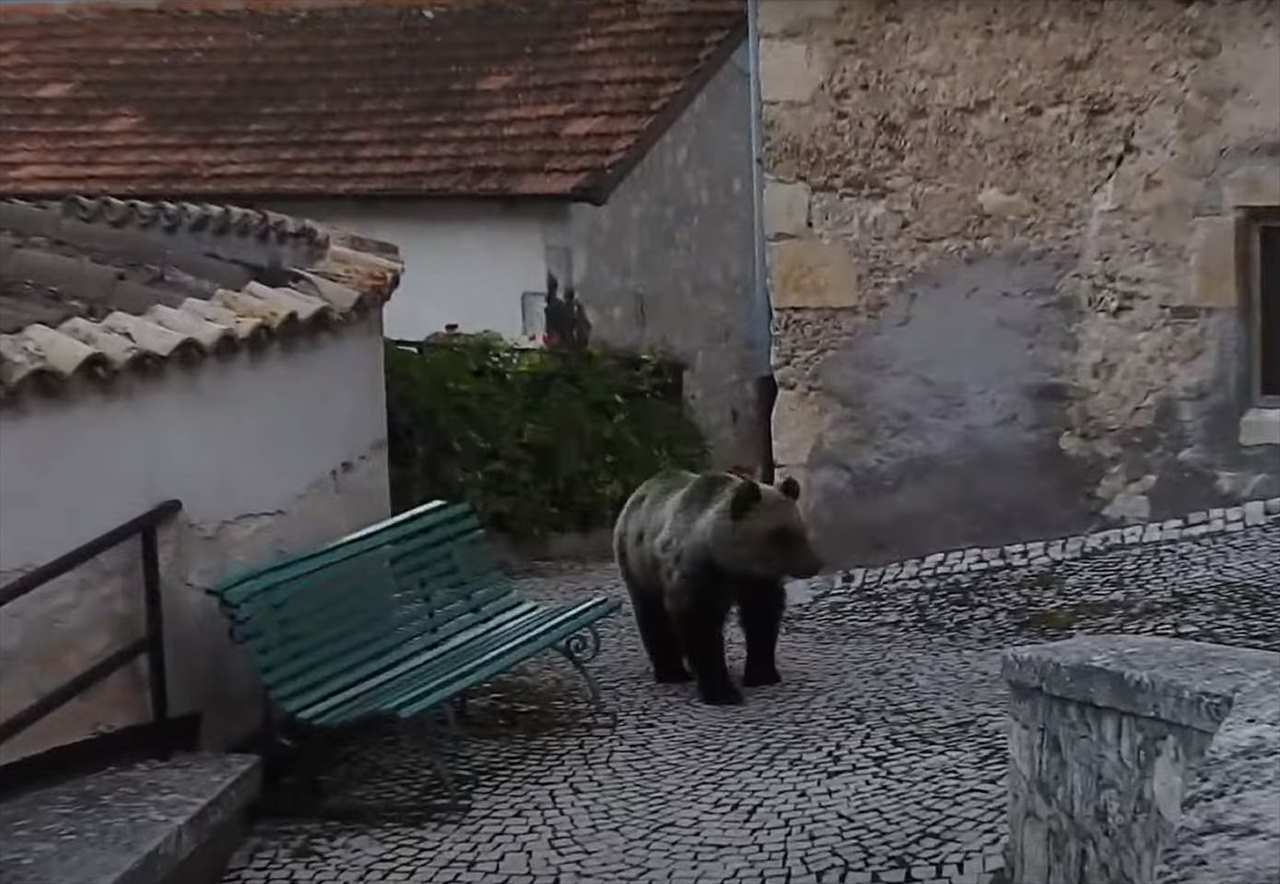 この至近距離は恐ろしすぎる！イタリアの美しい街中で観光客が鉢合わせたのは・・まさかの「恐ろしいあの動物」でした！！【海外・動画】