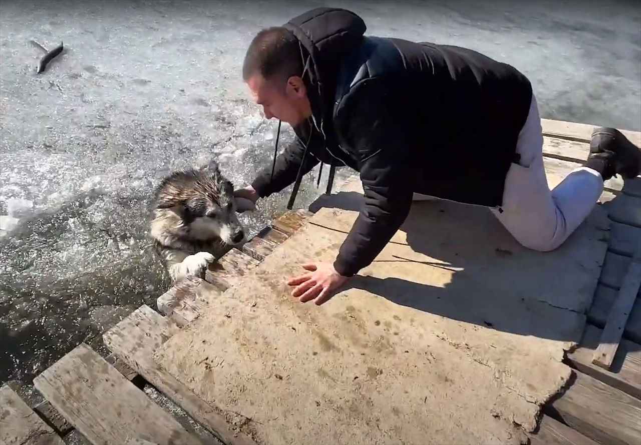 氷が張った池から脱出できなくなったハスキー犬。男性による懸命の愛犬の救出活動を繰り広げられました