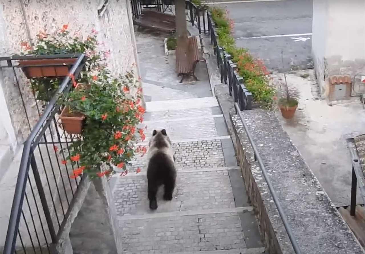 この至近距離は恐ろしすぎる！イタリアの美しい街中で観光客が鉢合わせたのは・・まさかの「恐ろしいあの動物」でした！！【海外・動画】