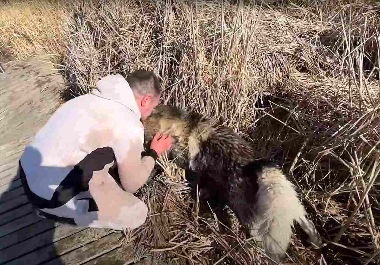 氷が張った池から脱出できなくなったハスキー犬。男性による懸命の愛犬の救出活動を繰り広げられました