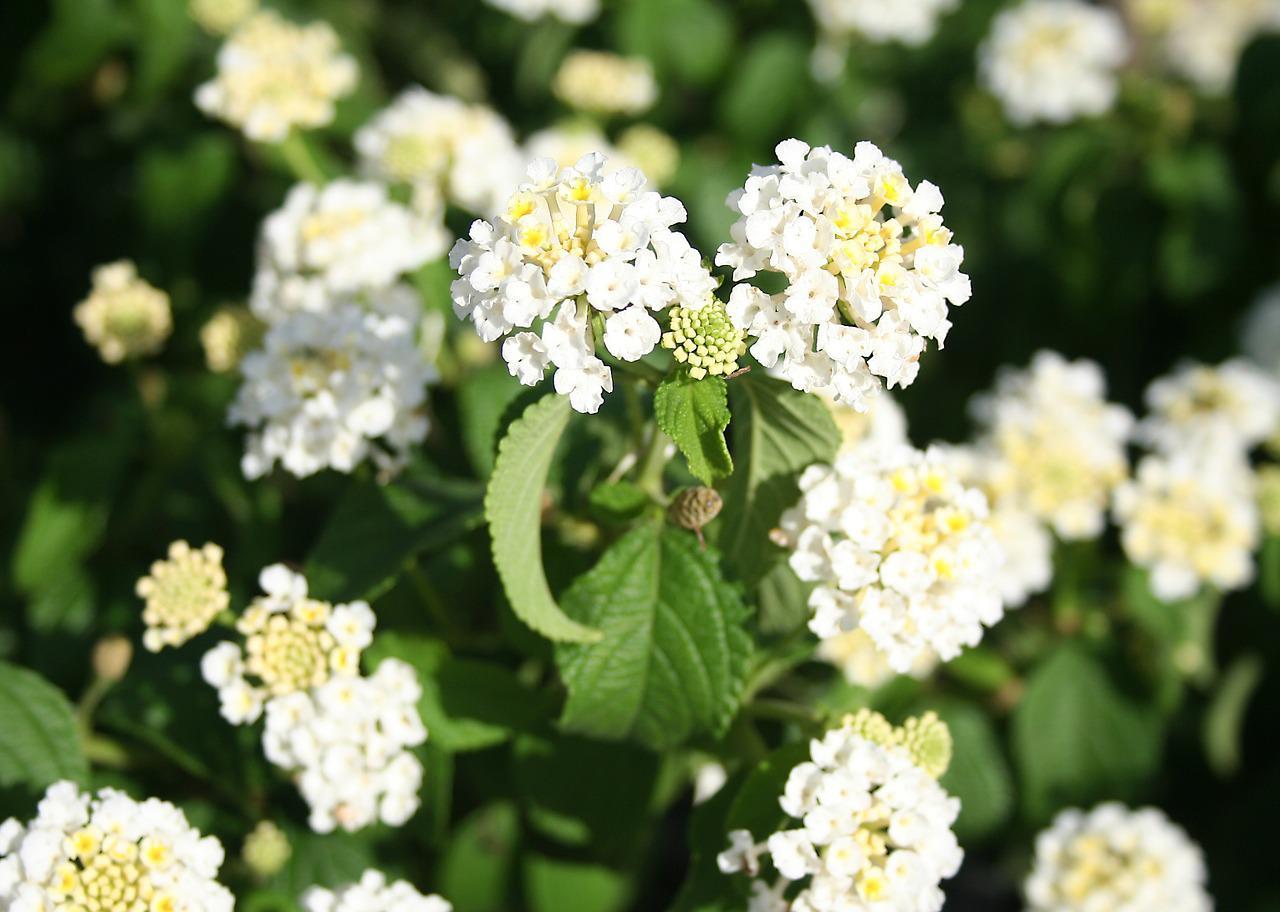 小さな花が集まって咲くバーベナ、その花言葉は?名前の由来は?