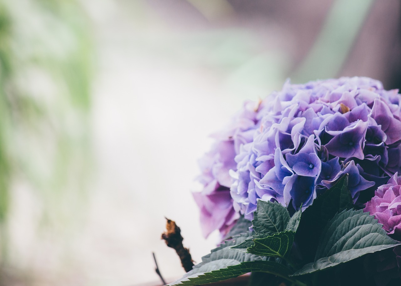 梅雨時に咲き誇る「紫陽花」。その英語表記とは?