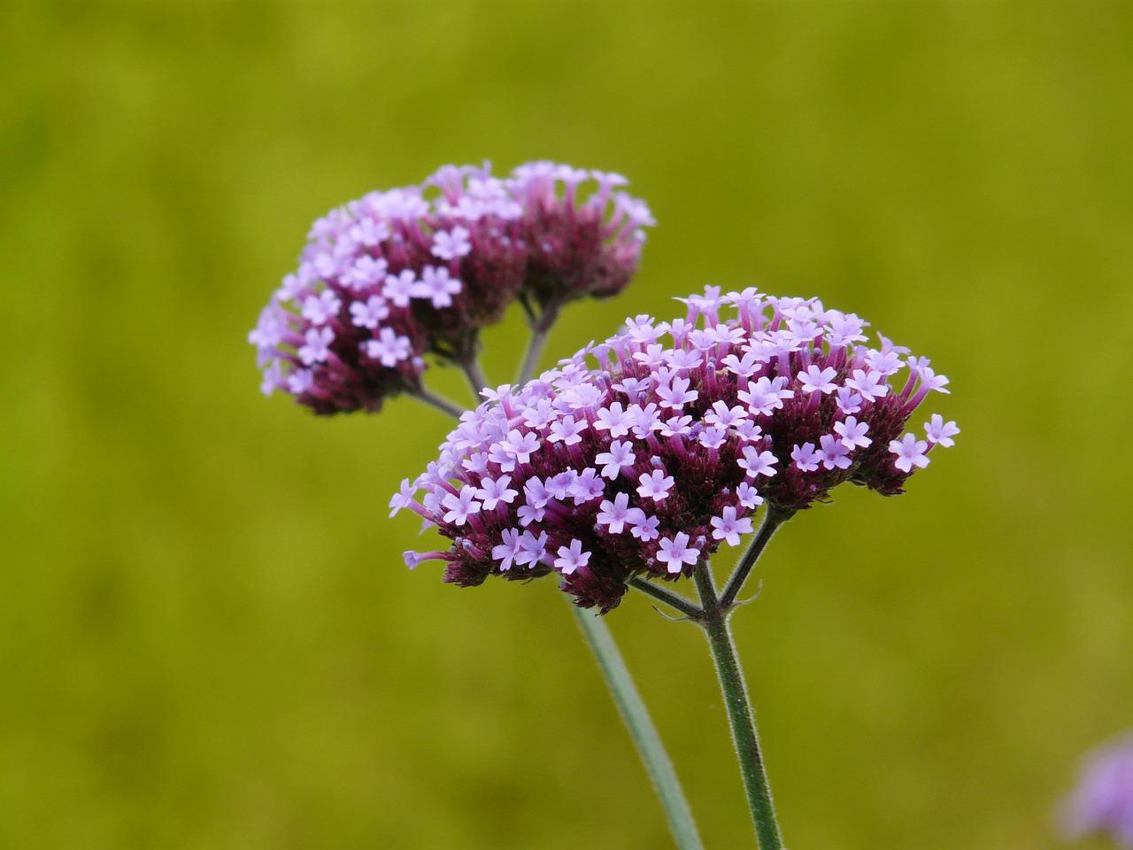 小さな花が集まって咲くバーベナ、その花言葉は?名前の由来は?