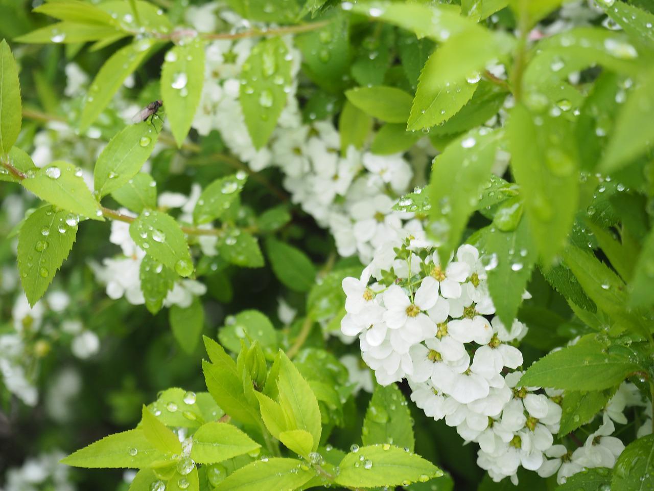 春の訪れを知らせる「ユキヤナギ」の花言葉は?その名前の由来は?