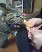 ピエロのゴミ箱からパカッ　びっくり箱状態でスヤスヤ眠る猫