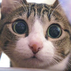 癒しの犬猫動画が見れる人気のペットYouTuber(ユーチューブ・ユーチューバー)インフルエンサーチャンネルランキング