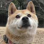 癒しの犬猫動画が見れる人気のペットYouTuber(ユーチューブ・ユーチューバー)インフルエンサーチャンネルランキング
