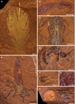 オーストラリアの砂漠の真ん中に豊かな生態系を保存した「化石の楽園」を発見！