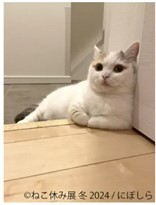 ねこまみれの写真展「ねこ休み展」開催中、2月25日まで