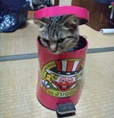 ピエロのゴミ箱からパカッ　びっくり箱状態でスヤスヤ眠る猫