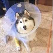 愛犬のエリザベスカラーをラーメンにしちゃった飼い主さん