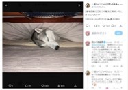 犬もこたつで丸くなる！？こたつの魅力に気付いたハスキー犬が気持ちよさそう