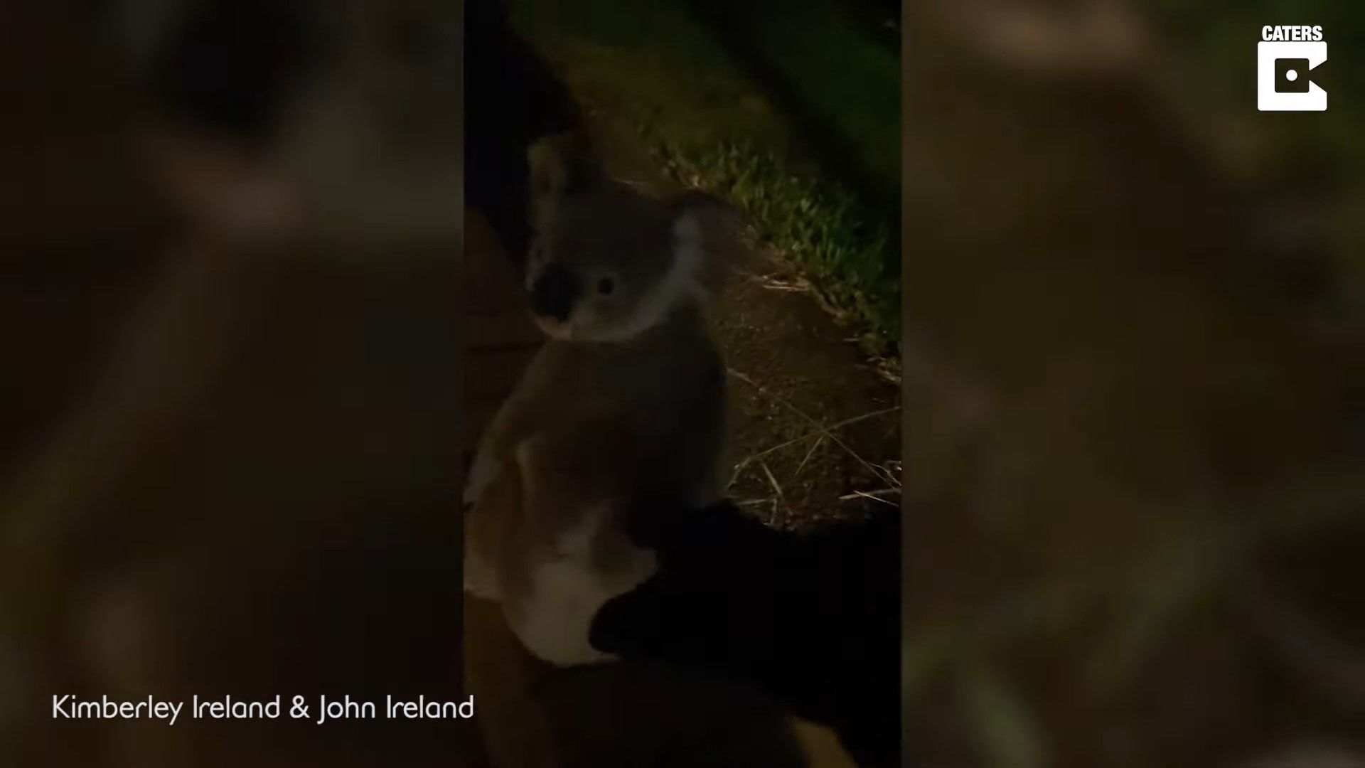 ガサゴソと音がするので玄関を開けてみるとそこにはかわいいあの「人気者の姿」が！！