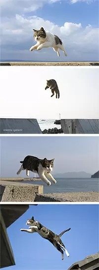 待ってました! 「飛び猫 にゃんこ島編」発売 今回は九州や瀬戸内海の離島から