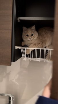 神出鬼没で飼い主もビックリ！戸棚を開けたら愛猫が！！