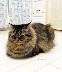 やる気の有無でこの違い！ギャップが魅力の猫さん