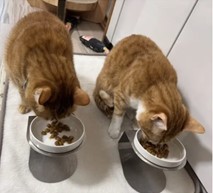 キャットフードに何かかけたい愛猫VS何もかけずに食べさせたい飼い主