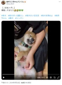 鬼の形相でスヤスヤ寝息　独特すぎる寝姿の柴犬男子