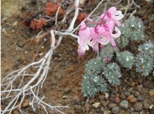 初めての雌阿寒岳の登山を徹底ガイド！初心者でも楽しめるコースをご紹介！