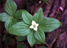 初めての雌阿寒岳の登山を徹底ガイド！初心者でも楽しめるコースをご紹介！