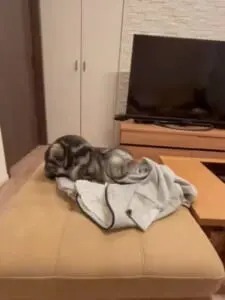 猫吸いならぬ「主吸い」？　飼い主の服に顔をうずめる猫ちゃんが愛しすぎる