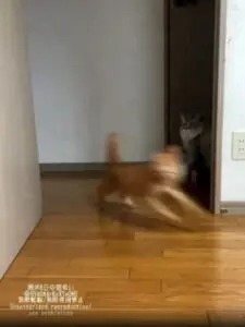 まるでF1カー！爆速で駆け抜ける猫ちゃんに同居猫もびっくり