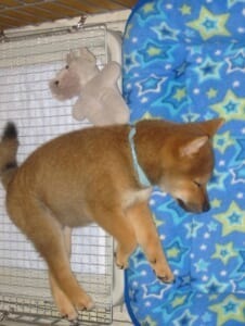 ぬいぐるみと一緒にスヤスヤ……　柴犬の寝顔に癒やされる人が続出