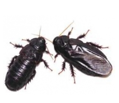 生物初！ オスとメスが「ハネを食べ合う」行動を日本の森林ゴキブリで発見（ムシ注意）