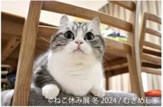 ねこまみれの写真展「ねこ休み展」開催中、2月25日まで