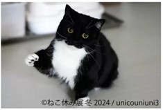 ねこまみれの写真展「ねこ休み展」開催中、2月25日まで