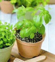 危険すぎるミントの繁殖力と再生力!庭に地植えしてはいけない理由はコレ!