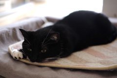 とりこになったにゃ……ホットカーペットに溶けていく猫