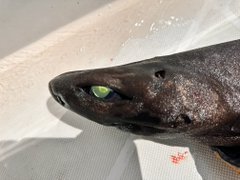 深海魚ハンター西野勇馬さん　超激レア深海ザメ「イチハラビロウドザメ」を捕獲