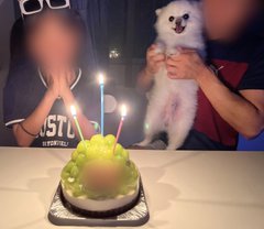 ケーキの大きさでテンション激変！自分の気持ちに正直すぎるワンちゃん