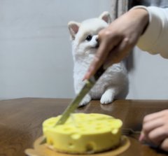 ケーキの大きさでテンション激変！自分の気持ちに正直すぎるワンちゃん