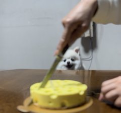 ケーキの大きさでテンション激変！自分の気持ちに正直すぎるワンちゃん