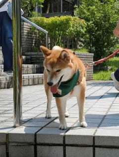 【連載】旦那めし。番外編！島根へ小旅行！愛犬と一緒に楽しめるスポットを紹介！