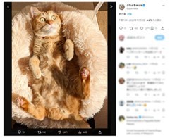 また朝！？へそ天で驚く猫の表情が可愛くておもしろい