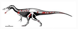 「新種のスピノサウルス」の化石をポルトガルで発見！