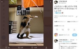 ロック歌手？ギタリスト？ポーズを決める猫ちゃんが話題