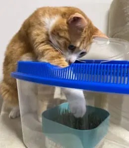 猫草と間違えちゃった？勢いあまって兄弟猫の耳をガブリ