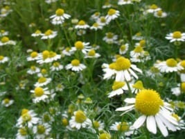 カモミールの花言葉は?世界最古のハーブには力強い花言葉があった!