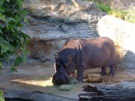 カバが肉食？草食動物のはずのカバにささやかれる噂の真相