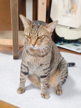 「おやつ」の一言で怒りが吹き飛ぶ愛猫が可愛い