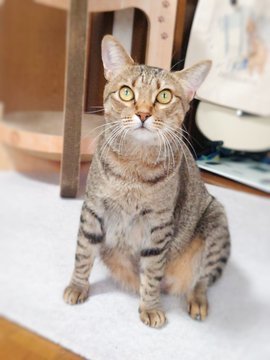 「おやつ」の一言で怒りが吹き飛ぶ愛猫が可愛い