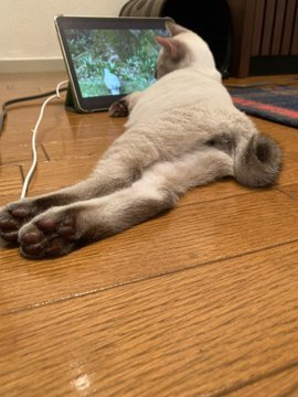 これだから令和生まれは…のんびり動画を見る姿はまるで人間、野生を忘れた猫に飼い主も呆れ気味