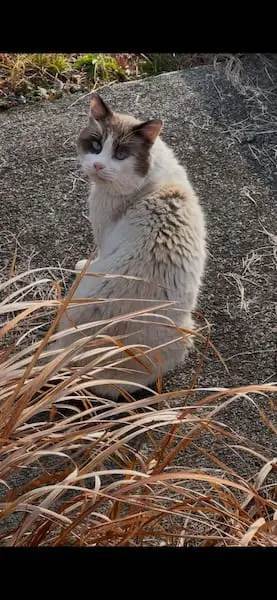 彼氏に会えなくてしょんぼり……野良猫に恋焦がれるラガマフィンの女の子