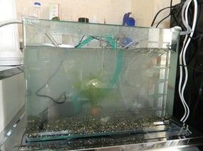 空気からエネルギーを取り出す!? 永久機関開発者のエピソードがすごい! 水槽の水を永久に浄化する活水器とは?