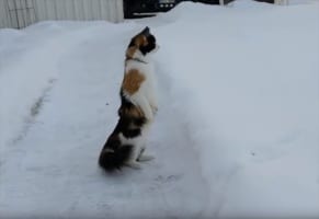 雪景色を見て驚き過ぎたニャンコ…まるで人間のように直立で一面を見渡す姿がかわいすぎる！